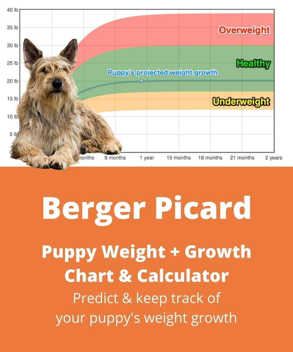 berger-picard Puppy Weight Growth Chart